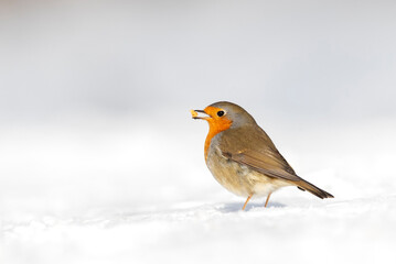 European Robin, Erithacus rubecula