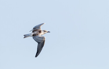 Whiskered Tern, Chlidonias hybrida