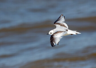 Ross's Gull, Rhodostethia rosea