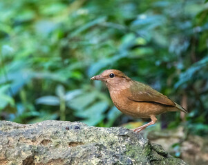 Blue-rumped Pitta, Hydrornis soror