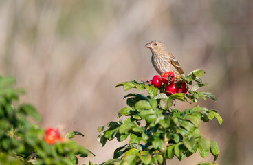 Common Rosefinch, Carpodacus erythrinus