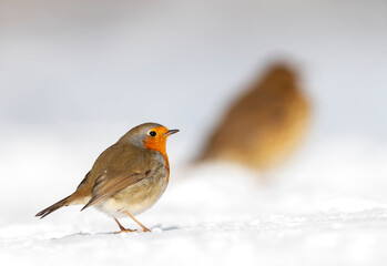 European Robin, Erithacus rubecula