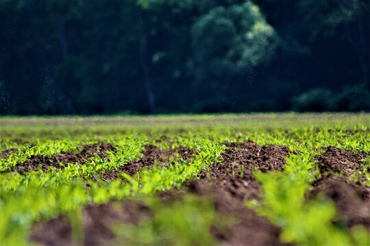 Cornfield sprouting on a farm
