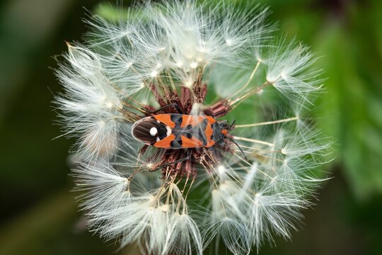 Close-up shot of a European firebug on a dandelion