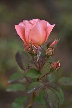 садоводство. немецкий сорт парковой розы Чиппендейл оранжевого розового оттенка