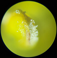 Pollen on the stamen under a microscope on the blurred background.
