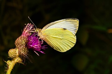 A view of a white butterfly in natural habitat