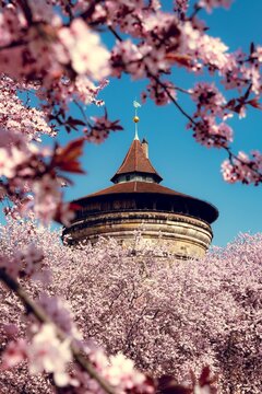 View on the Aussere Laufer Turm in Nuremberg surounded by cherry blossom during spring