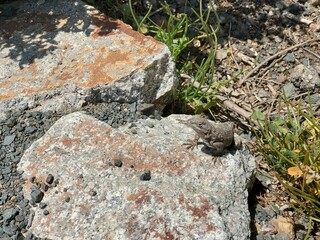 lizard on the rocks