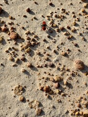 sand and shells