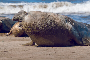 Male elephant seal, Peninsula Valdes, Patagonia, Argentina