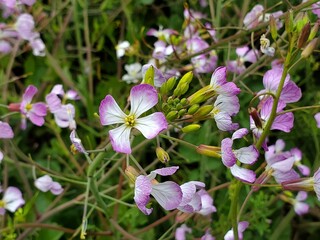 flowers in the garden