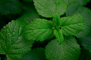 Fresh green leaves of melissa, lemon balm, mint, peppermint in the garden top view. Natural green background. Organic mint close up. Fragrant medicinal plant, ingredient for herbal tea