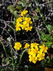 yellow flowers in the garden