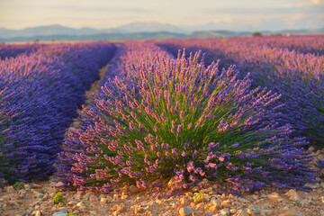 Sunset in the lavender fields