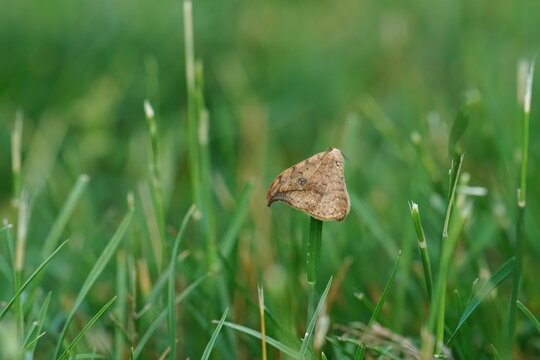 Closeup on a brown pebble hook-tip moth, Drepana falcataria hanging on a grass straw
