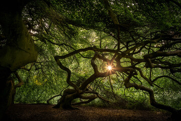 Fototapety na wymiar - Fototapeta24.pl