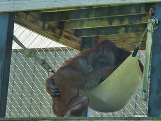 Orangutans at Topeka Zoo Conservation Center in Topeka Kansas