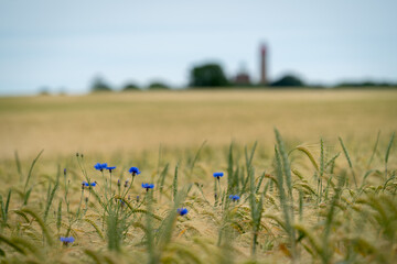 lighthouse and blue flowers
