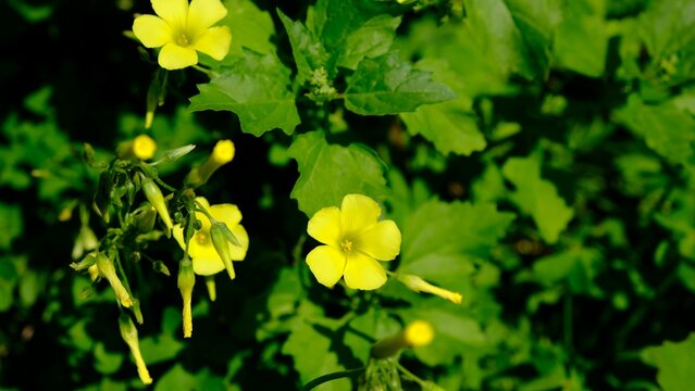 Closeup shot of yellow Oxalis pes-caprae flowers