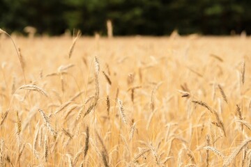 Field of Ripe Polish Wheat