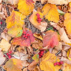 Obraz premium Autumn leaves and berries of hawthorn lie on the ground in the park.Autumn background