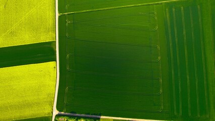 Aerial view of a long road in the countryside surrounded by cultivated green and yellow fields