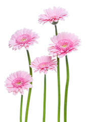 Vertical pink gerbera flowers with long stem isolated over white background. Spring bouquet. . - 518664730