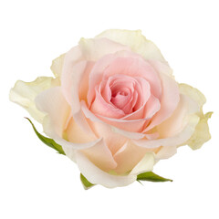 Pink rose isolated over white background closeup. Rose flower head in air, without shadow. Top view, flat lay..
