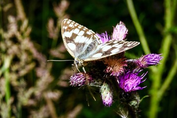 A view of a white butterfly in natural habitat