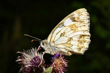 A view of a white butterfly in natural habitat