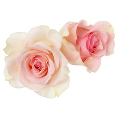 Fototapeta na wymiar two pink roses isolated over white background closeup. Rose flower bouquet in air, without shadow. Top view, flat lay..