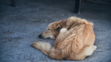 High-angle view of a street dog sleeping on the concrete floor - Powered by Adobe