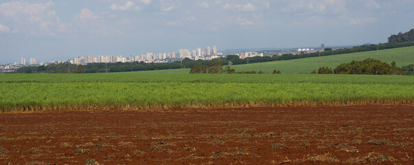 Sugarcane plantation in the city of Ribeirao Preto