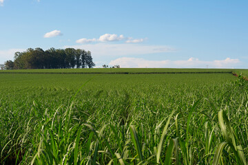 Sugarcane plantation on sunny day