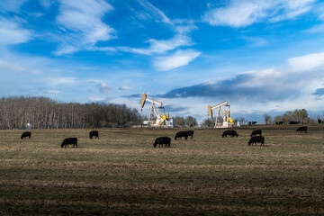 Fototapeta na wymiar A herd of cattle grazing on a tilled field with a pair of oil and gas pump jacks working on a rural property in Rocky View County Alberta Canada.