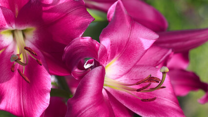 Bunch of fragrant Stargazer pink Asiatic Lily flower in bloom. Close up of lilac Stargazer Lilies...