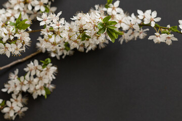 White cherry flowers on a black  background, top view. Minimalist style, copy space