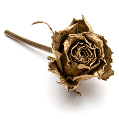 One gold rose isolated over white background cutout. Golden dried flower head, romance concept.  . - 518666321