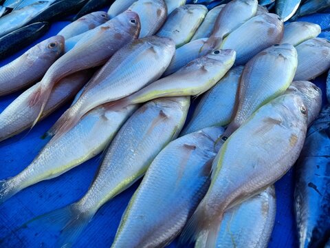 Shot of a bundle of Tenualosa ilisha