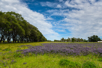 Fototapeta na wymiar Flowered field in summer time landscape, La Pampa province, Patagonia, , Argentina.