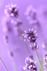 Lavender flowers in the summer, Floral field background,