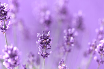 Fototapeta na wymiar Lavender flowers in the summer, Floral field background,