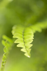 Beautyful fern leaves in sunlight. Green foliage natural floral background