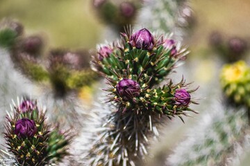 Naklejka premium Cacti Blooms in New Mexico