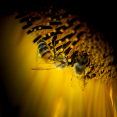 Working bee