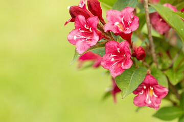 Fototapeta premium Beautiful red flowers Weigela florida. Blooming garden. Floral background, close up of the flower head.