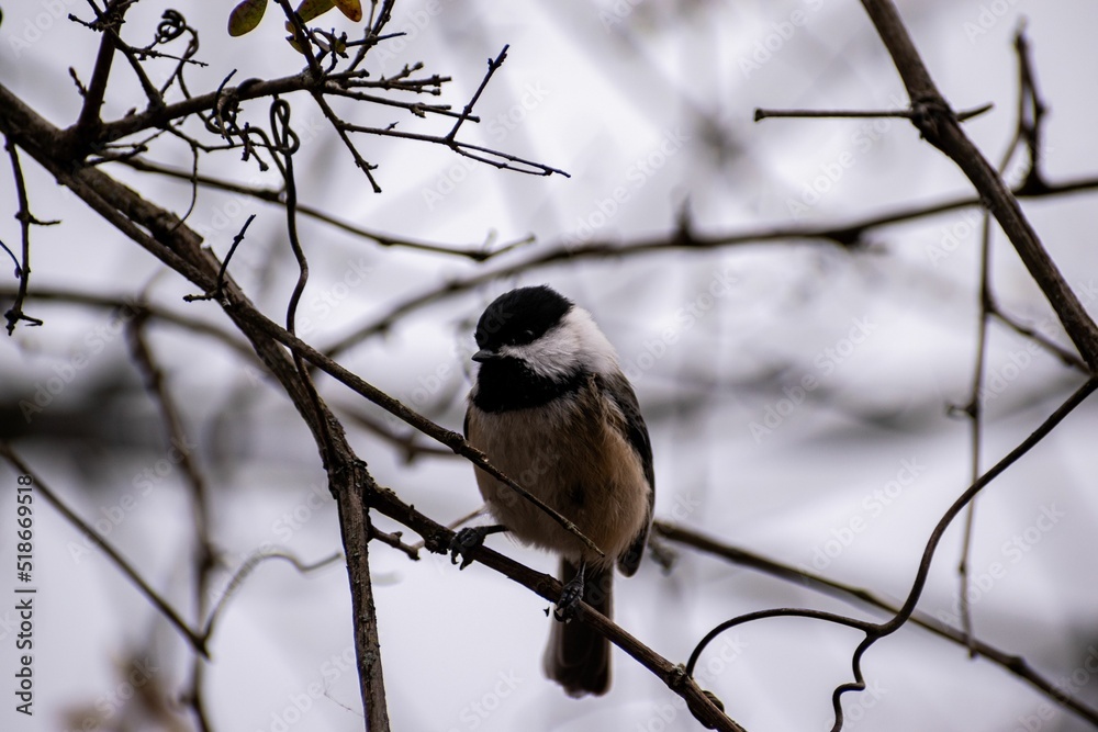 Wall mural Black-capped chickadee on a tree branch with a blurred background