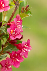 Beautiful red flowers Weigela florida. Blooming garden. Floral background, close up of the flower head.