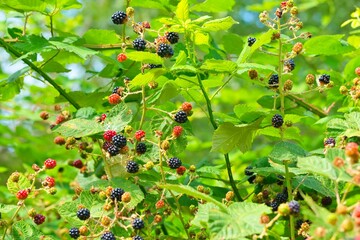 Blackberry bush, wild bush, ripe blackberries